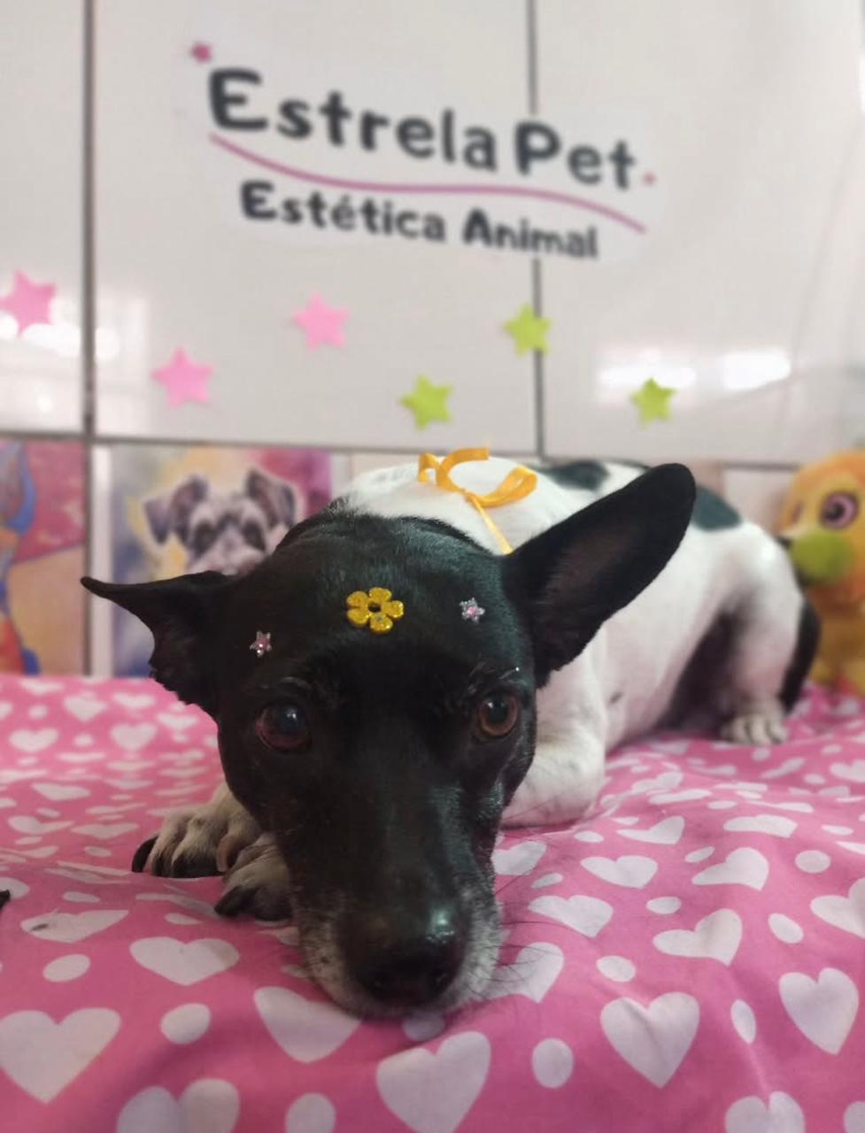 Pet atendido na Estrela Pet