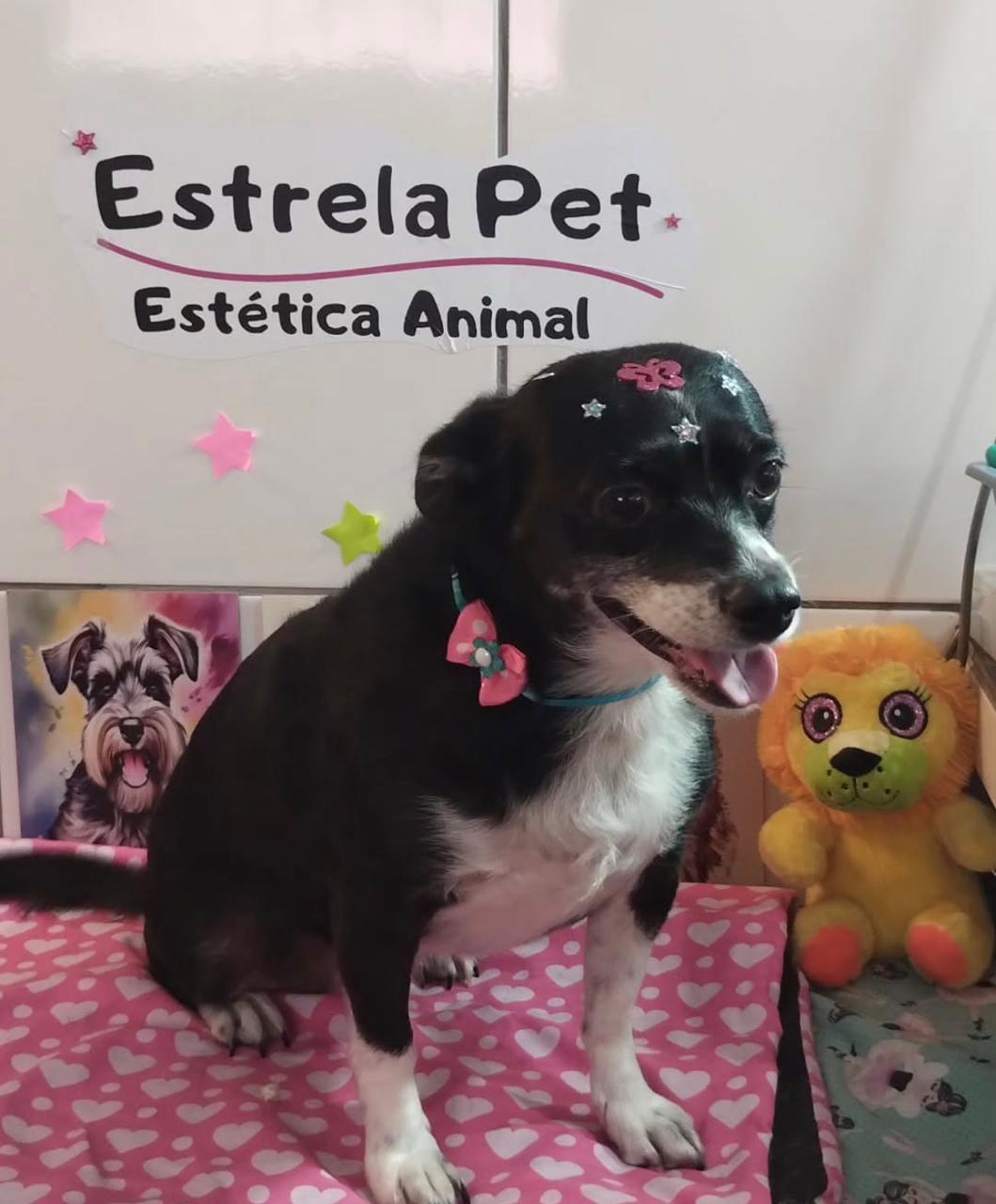 Pet atendido na Estrela Pet