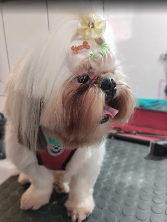 Pet atendido na Estrela Pet