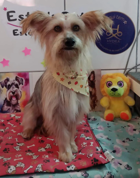 Pet atendido na Estrela Pet