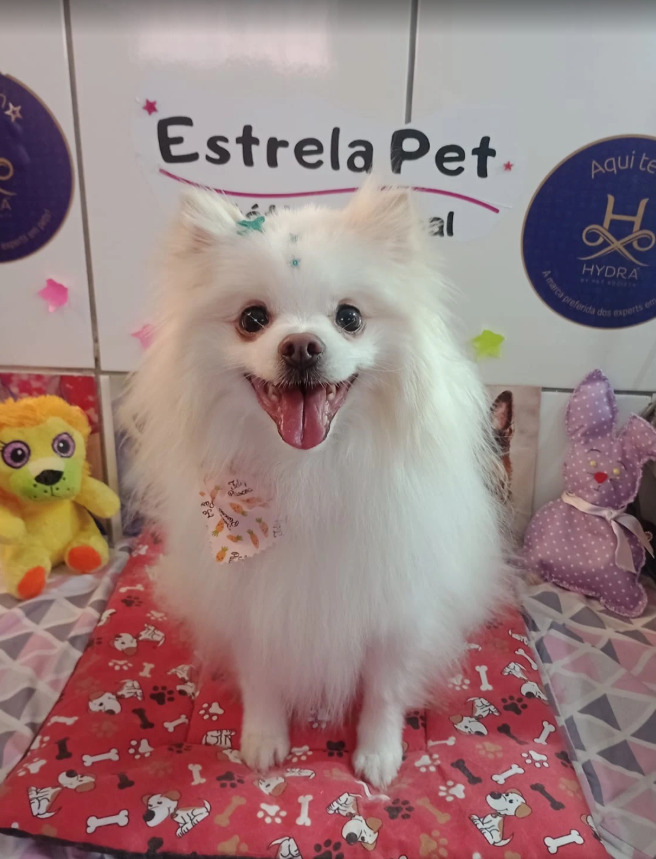 Pet atendido na Estrela Pet